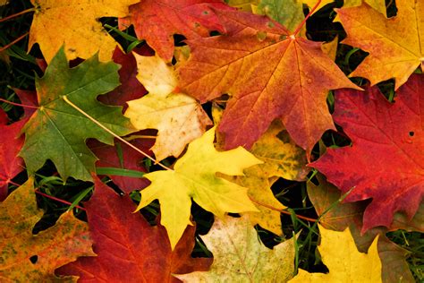 Autum leafs. Things To Know About Autum leafs. 